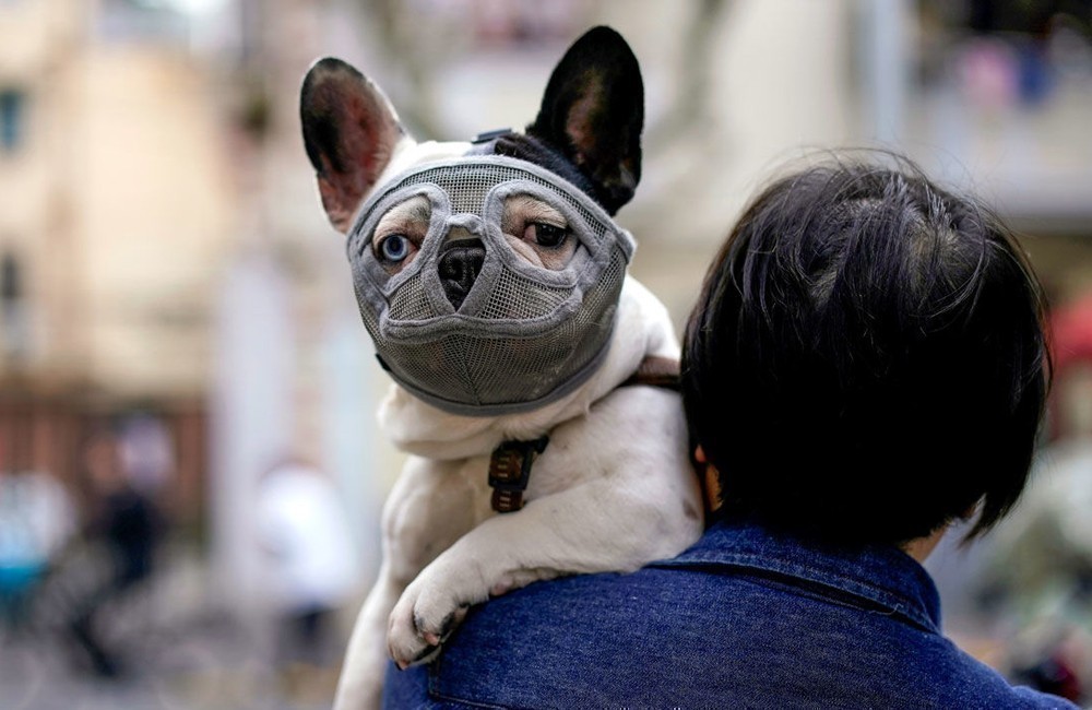 Perro con mascarilla