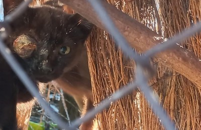 /media/noticias/fotos/pr/2023/02/03/el-misterio-de-los-gatos-heridos-y-desaparecidos-en-somosaguas_thumb.jpg