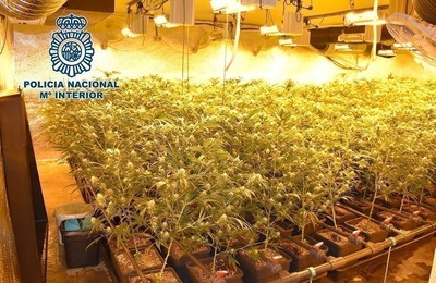 plantación de marihuana en pozuelo