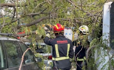 Árbol caído