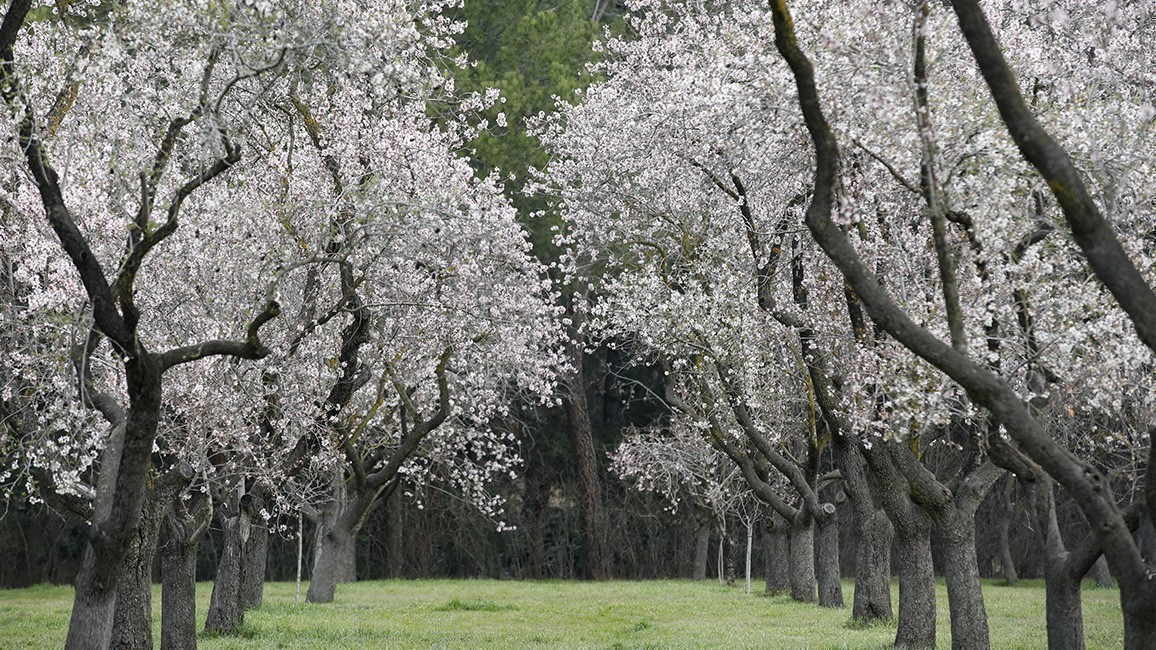 Almendros