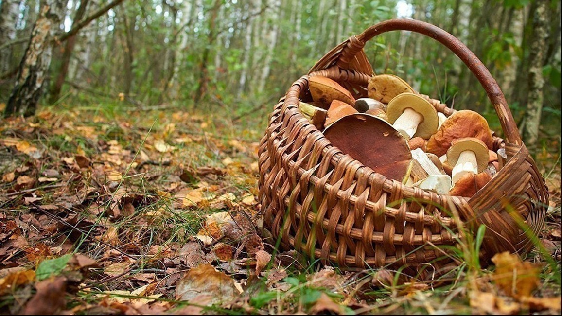 Hongos en un cesto