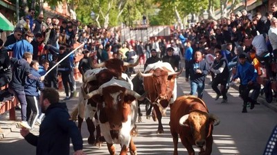 Cabestros corriendo por la calle