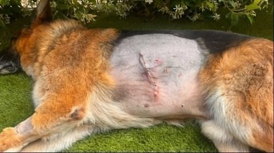 /media/noticias/fotos/pr/2026/05/13/perro-herido_thumb.jpg