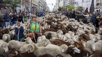 https://pozueloin.es/media/noticias/fotos/pr/2026/10/23/trashumancia_thumb.jpg