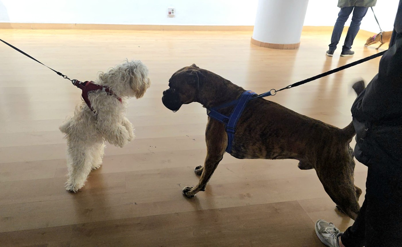 Exposición "Perros y Genios" en Pozuelo