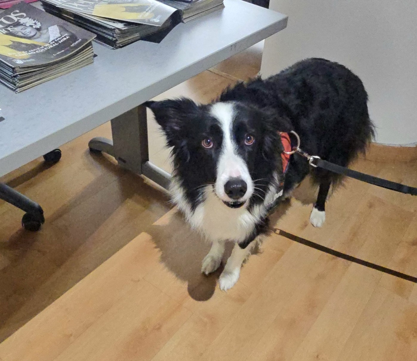 Exposición "Perros y Genios" en Pozuelo